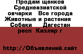 Продам щенков Среднеазиатской овчарки - Все города Животные и растения » Собаки   . Дагестан респ.,Кизляр г.